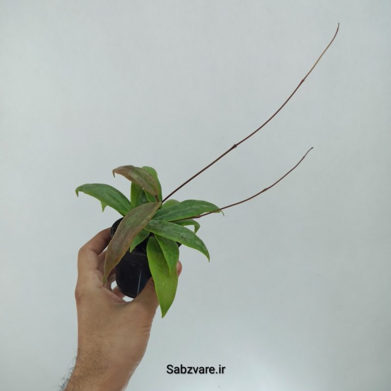 هویا ایلیگرام (N22302)