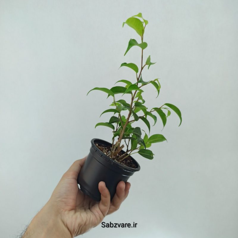 بنجامین سبز (N22303)