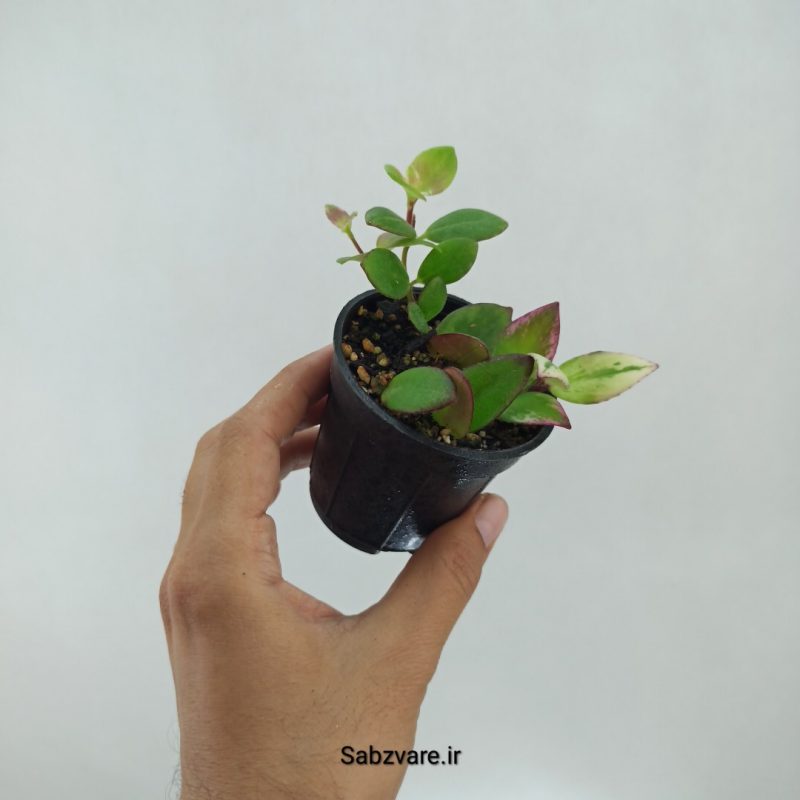 آشیانتوس رژ لبی ابلق (N22305)