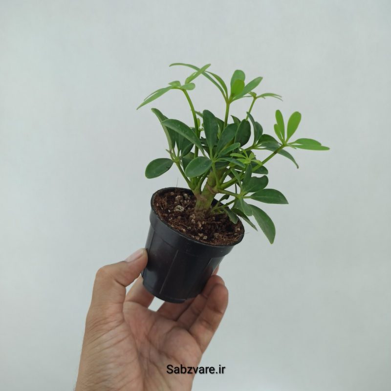 شفلرا سبز چند شاخه (N22307)