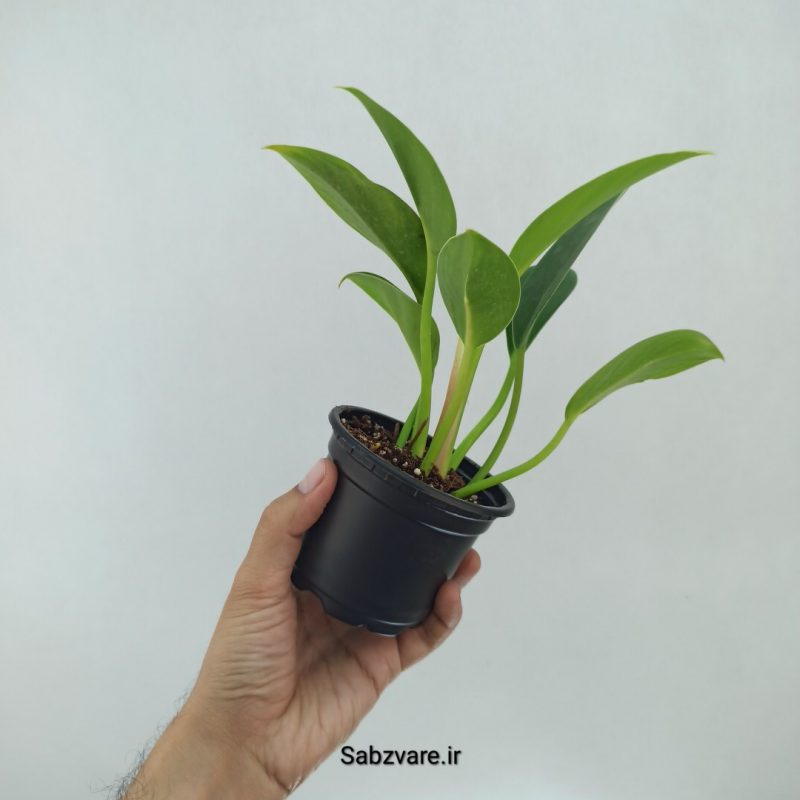 فیلودندرون میلیون (N22309)