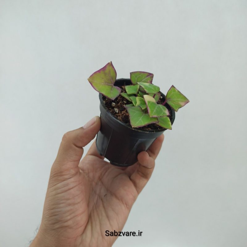 سنسیو ماکروگلسوس ابلق (N22311)