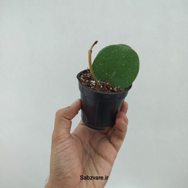 هویا آبواتا سبز (N22313)