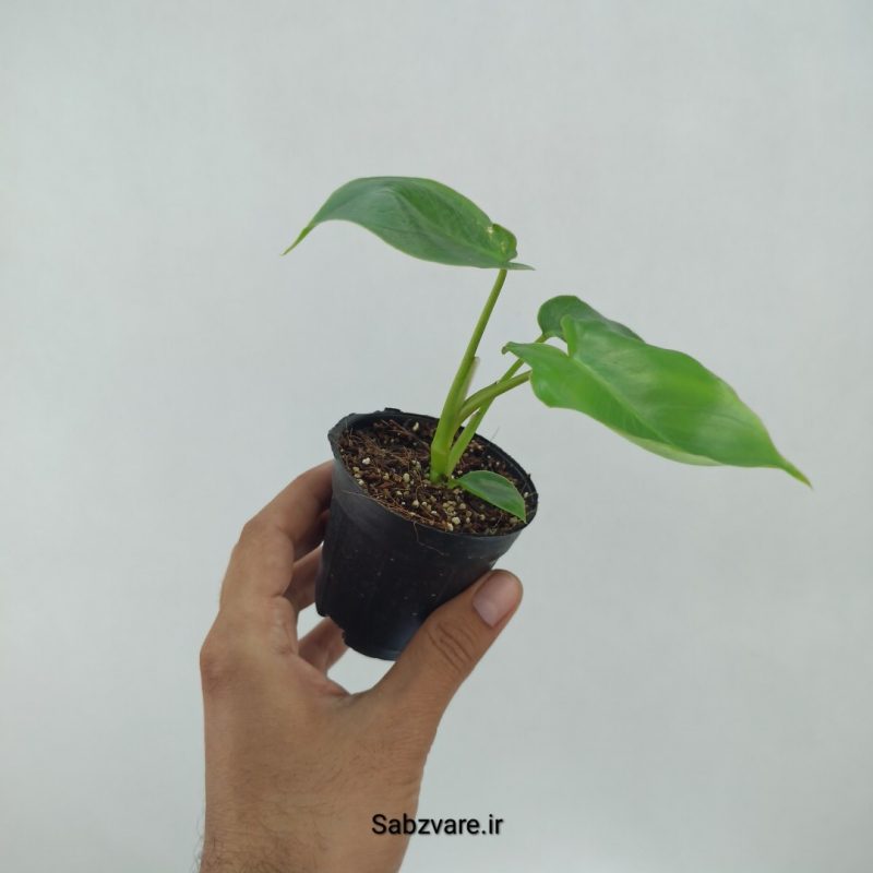 فیلودندرون برل مارکس (O22319)