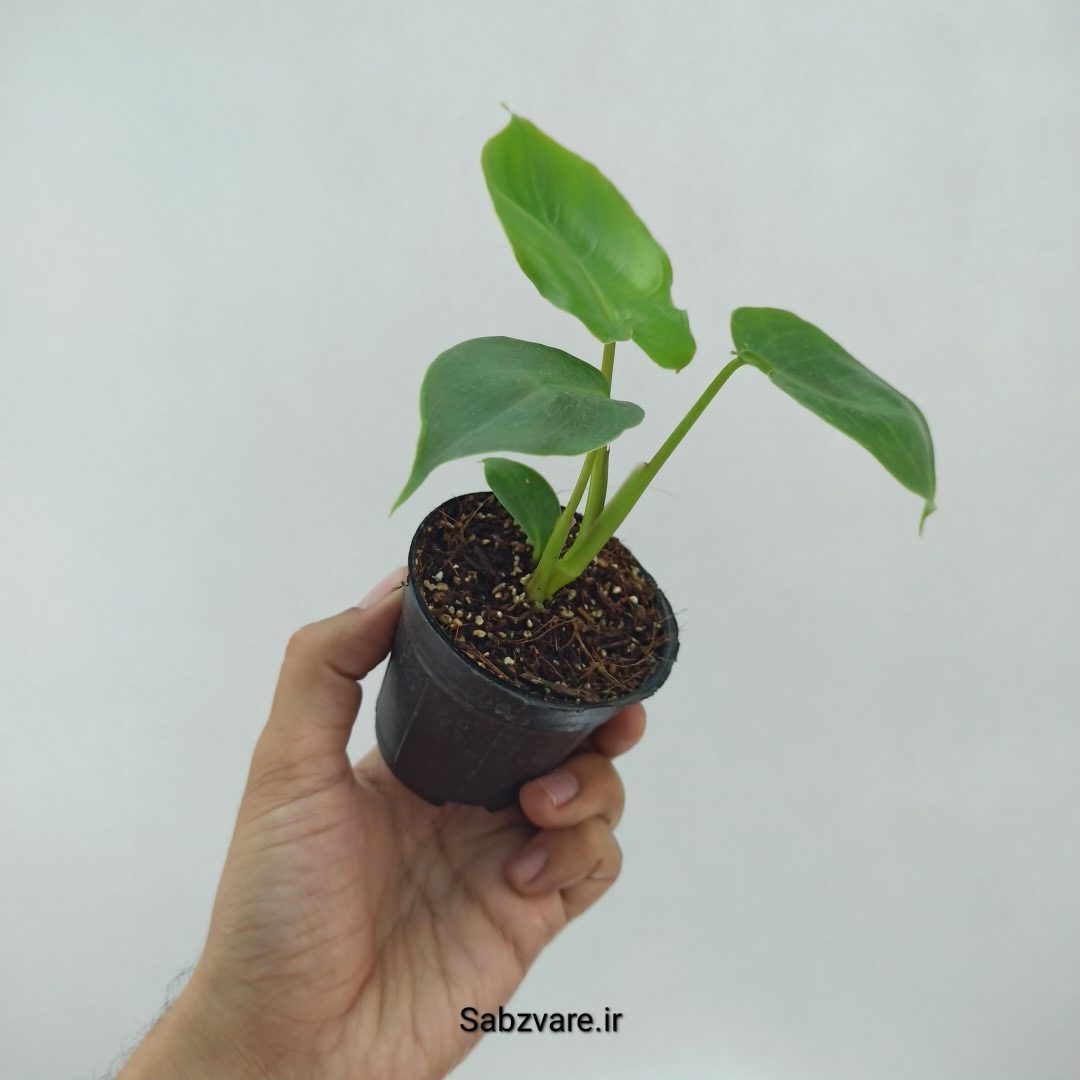 فیلودندرون برل مارکس (O22319) - Image 3