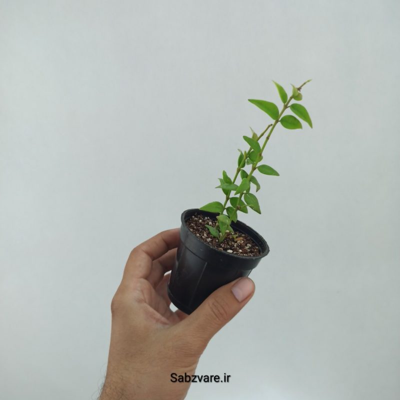 هویا بلا سبز (O22324)