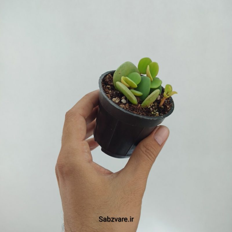 پپرومیا هوپ (O22331)