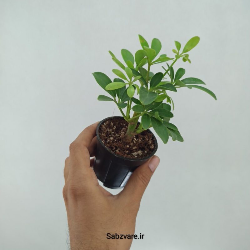 شفلرا سبز چند شاخه (O22334)