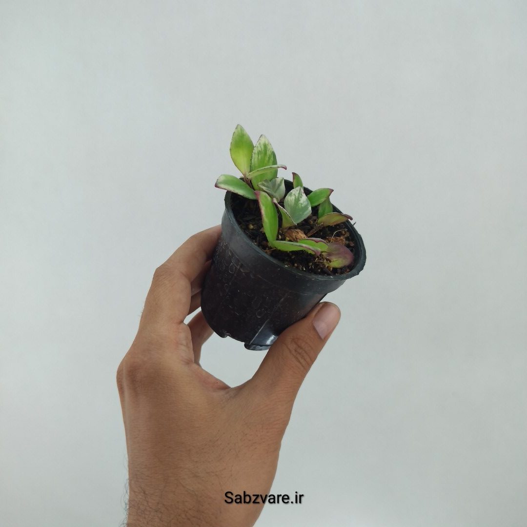 آشیانتوس رژ لبی ابلق (P22341) - Image 3