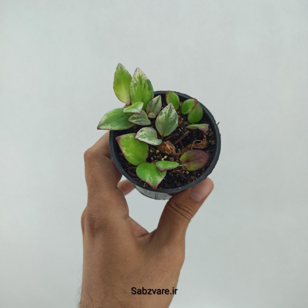 آشیانتوس رژ لبی ابلق (P22341)