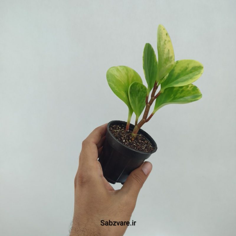برگ قاشقی ابلق (P22342)