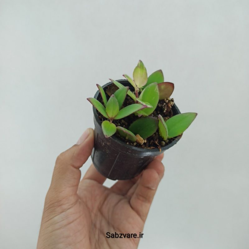 آشیانتوس رژ لبی ابلق (P22345)