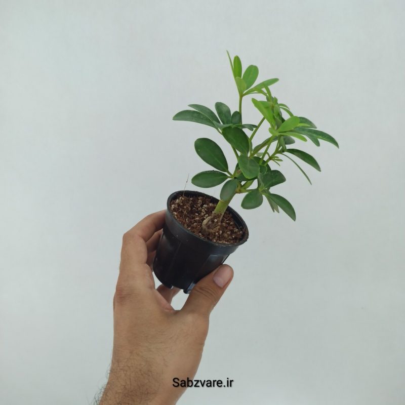 شفلرا سبز چند شاخه (P22347)