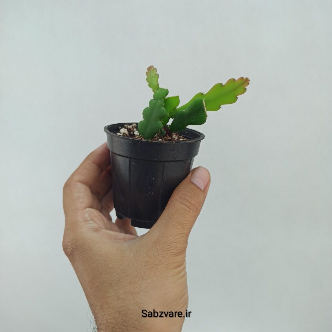 اپیفیلوم زیگزاگی (P22360) - Image 3