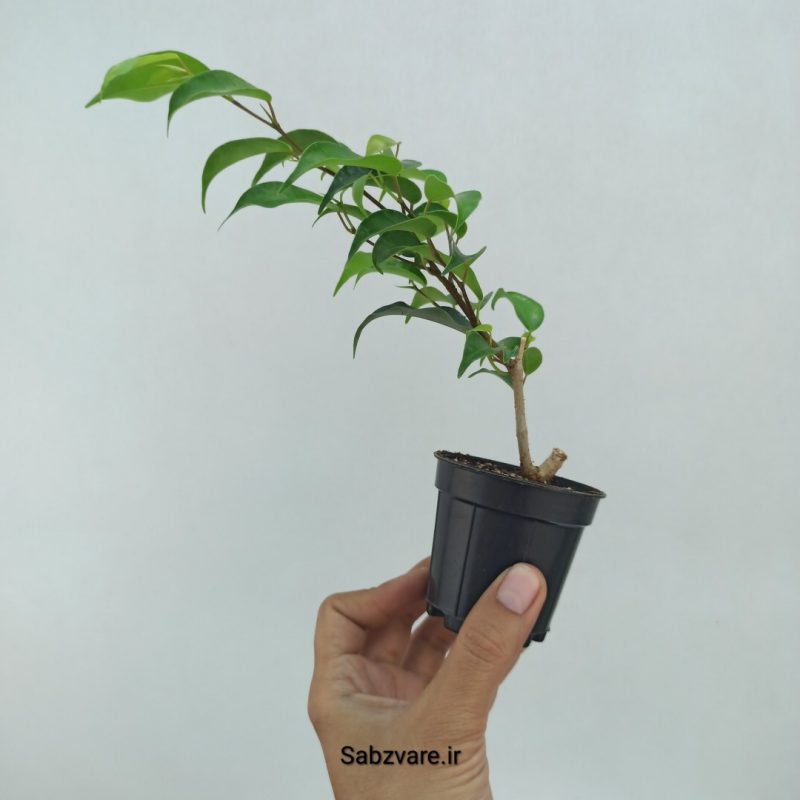 بنجامین سبز (Q22367)