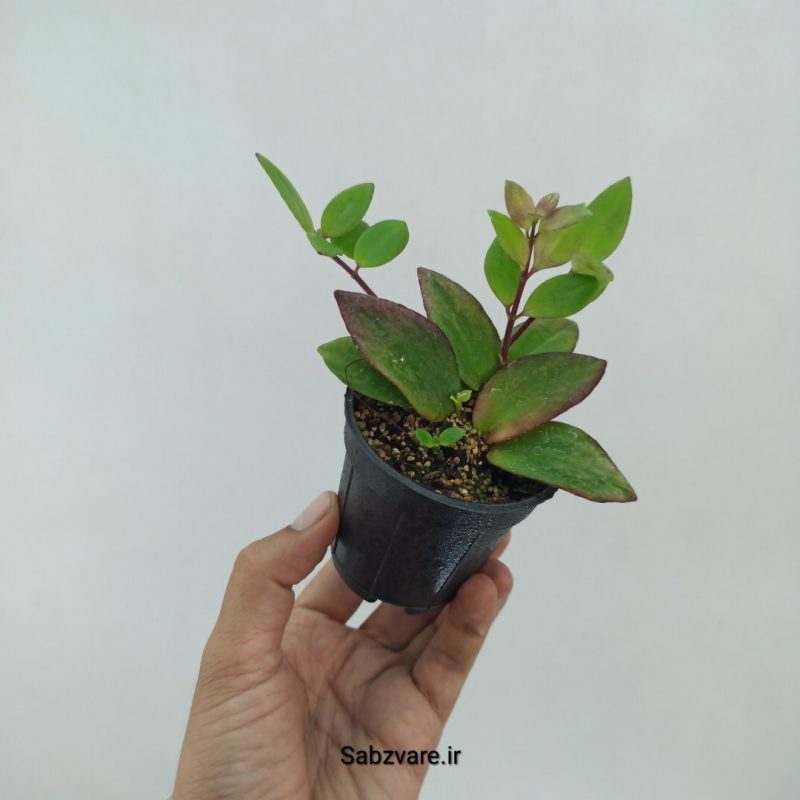 آشیانتوس رژ لبی ابلق (Q22369)