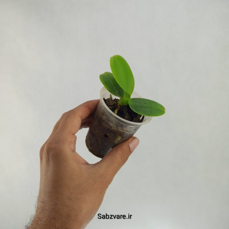 ارکیده فالانوپسیس (Q22380)