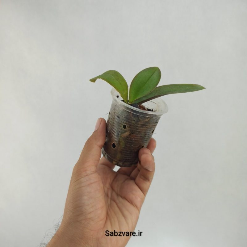 ارکیده فالانوپسیس (R22384)