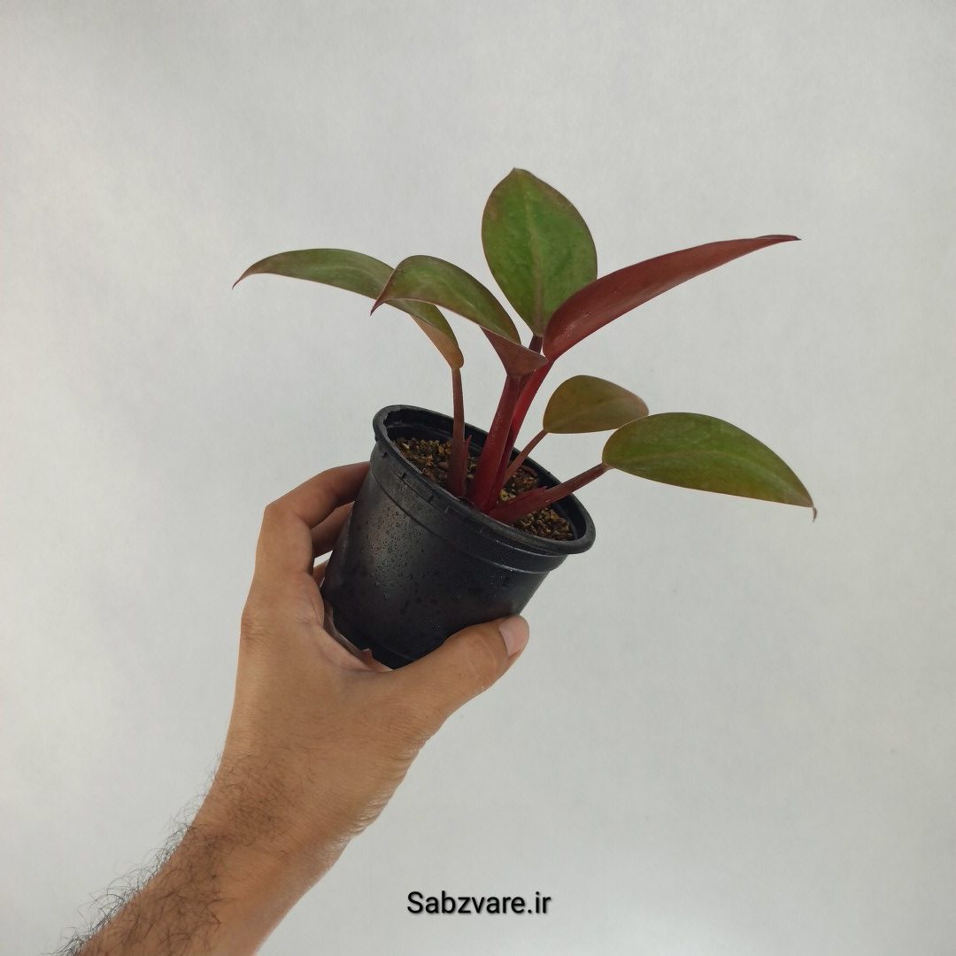 فیلودندرون رد بیوتی (R22385) - Image 3