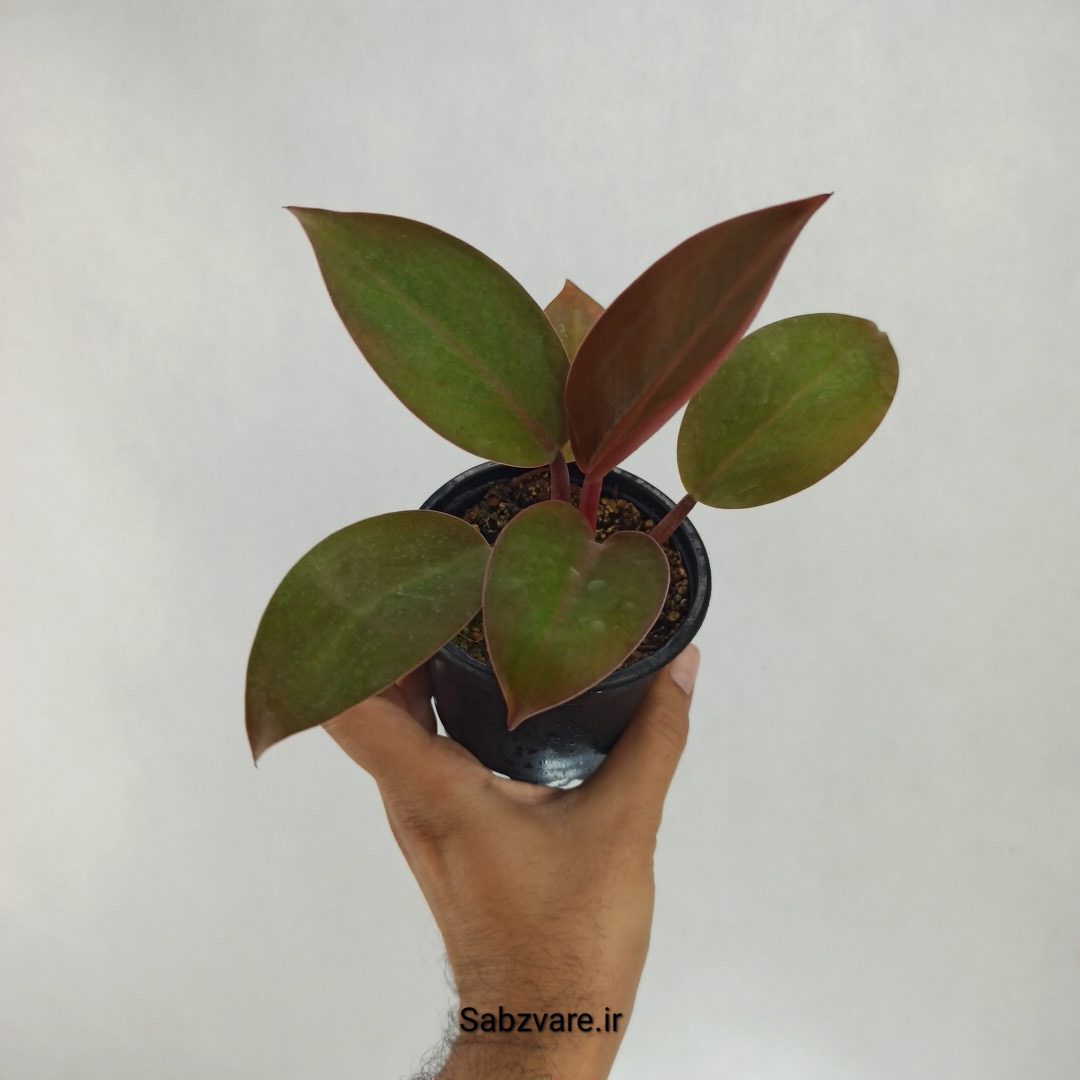 فیلودندرون رد بیوتی (R22385)