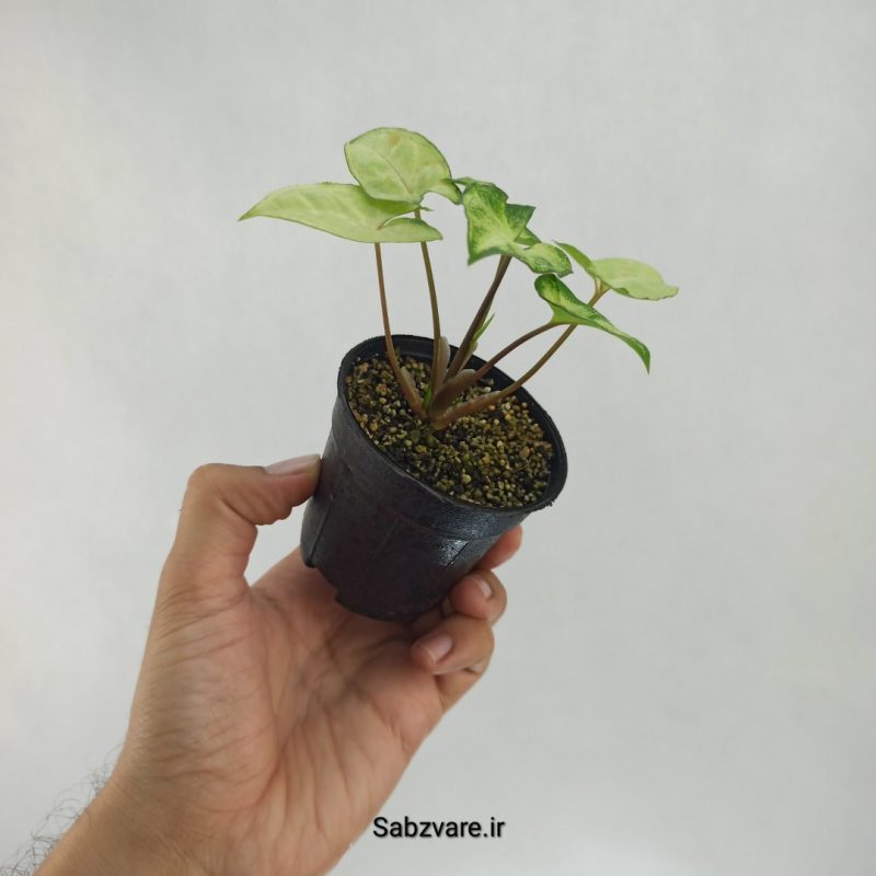 سینگونیوم مینیاتوری (R22387)