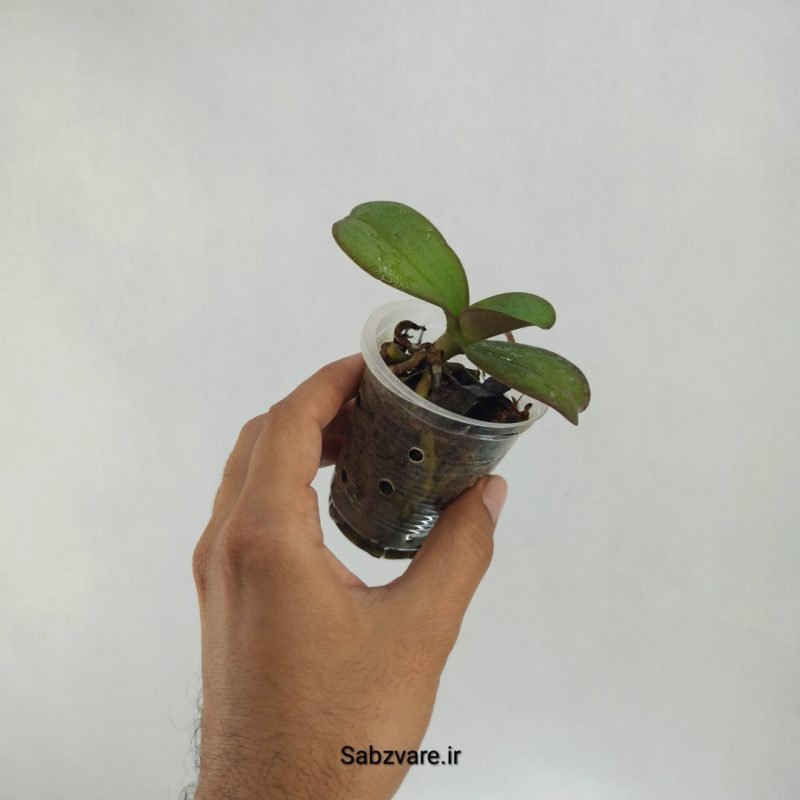 ارکیده فالانوپسیس (R22388)