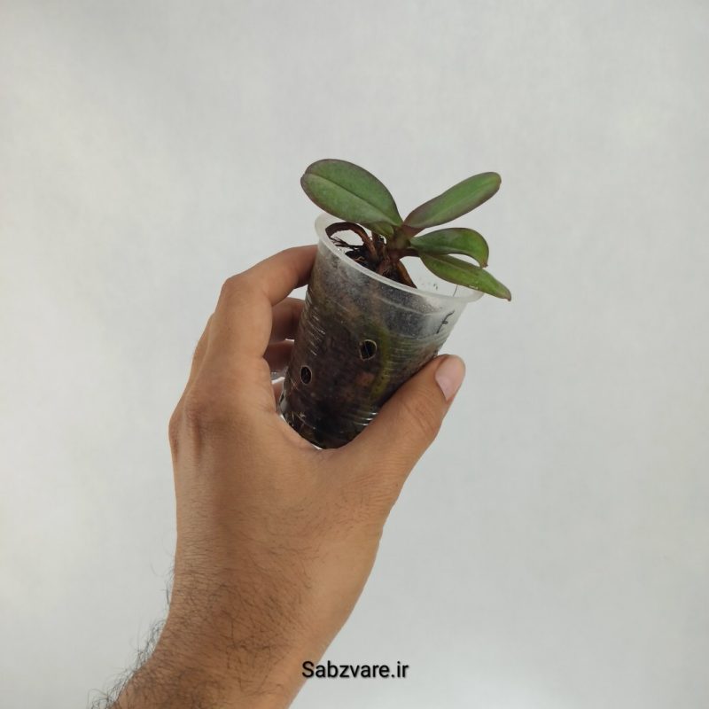 ارکیده فالانوپسیس (R22390)