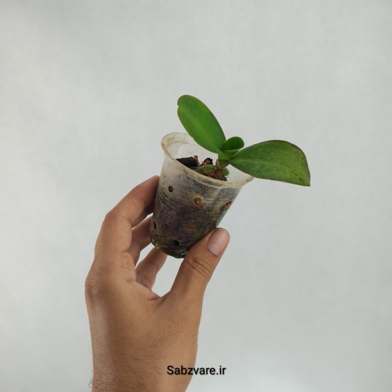 ارکیده فالانوپسیس (R22392)