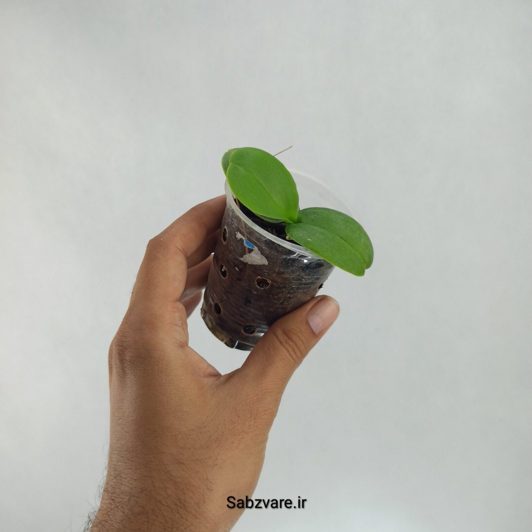 ارکیده فالانوپسیس (R22394) - Image 3