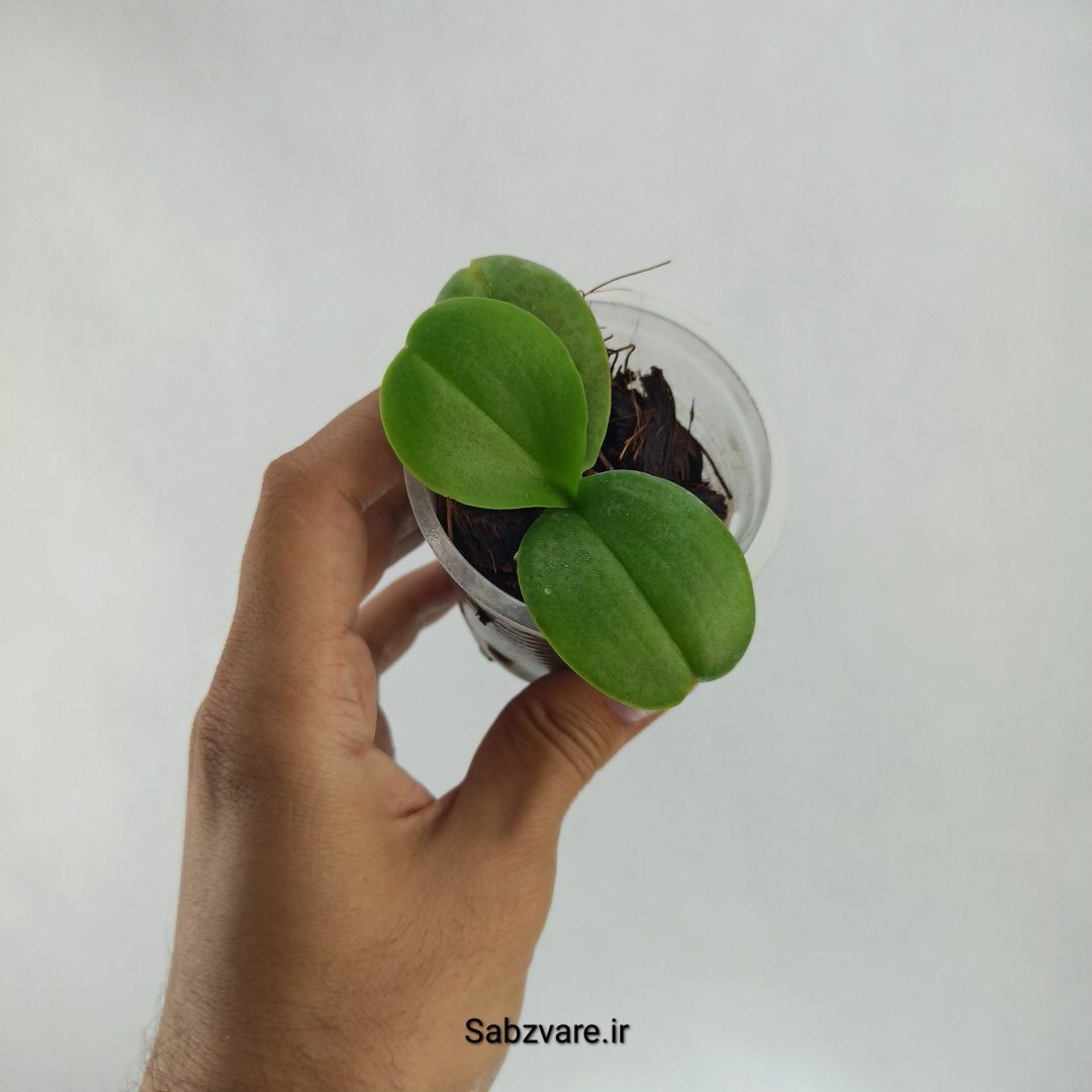 ارکیده فالانوپسیس (R22394)