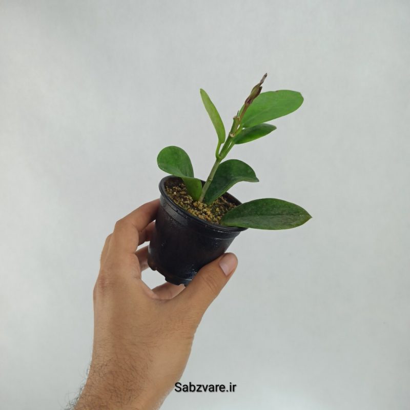 هویا لیزا سبز (R22395)