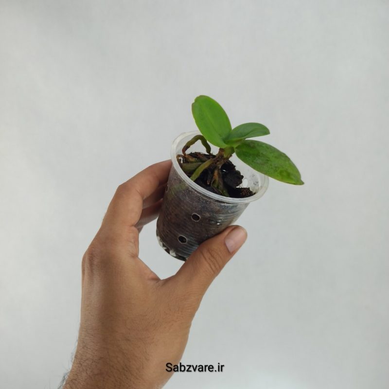 ارکیده فالانوپسیس (R22396)