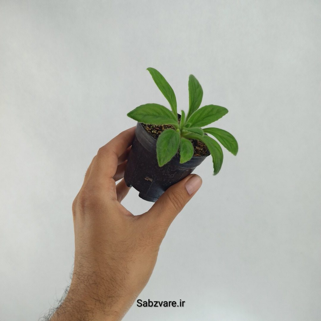 پریمولینا چیریتا (دارای غنچه) (R22397) - Image 2