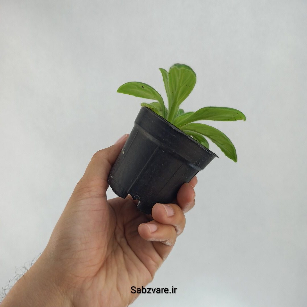 پریمولینا چیریتا (دارای غنچه) (R22397) - Image 3
