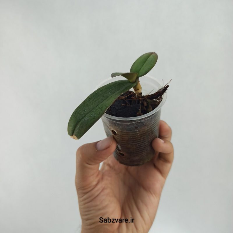 ارکیده فالانوپسیس (R22398)