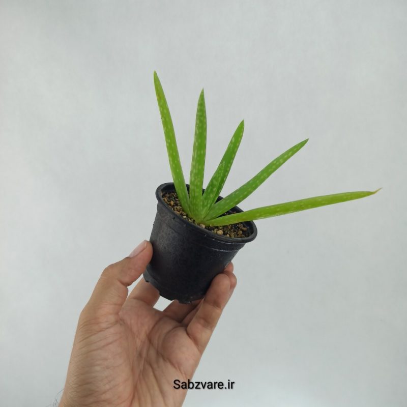 آلوئه ورا (R22399)
