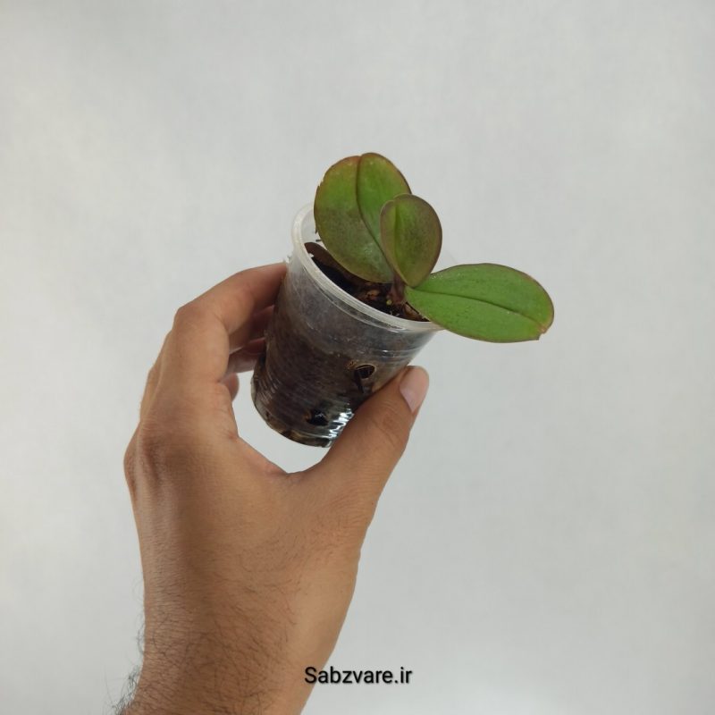 ارکیده فالانوپسیس (R22400)