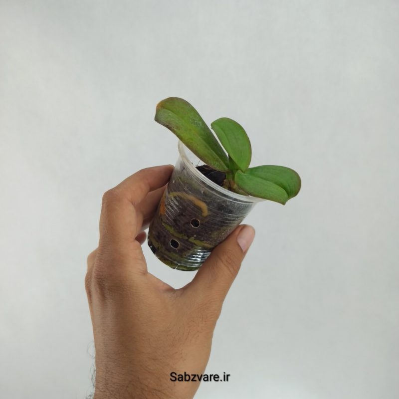 ارکیده فالانوپسیس (R22402)