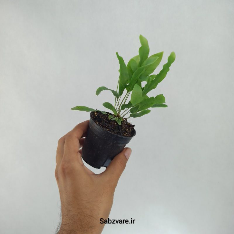 سرخس پنجه خرس (S22403)
