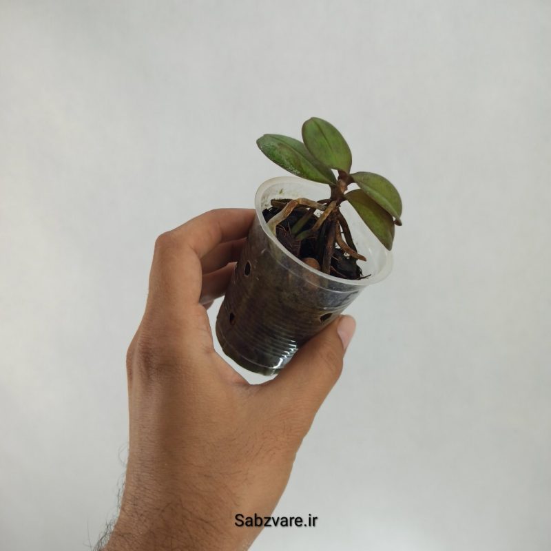 ارکیده فالانوپسیس (S22404)