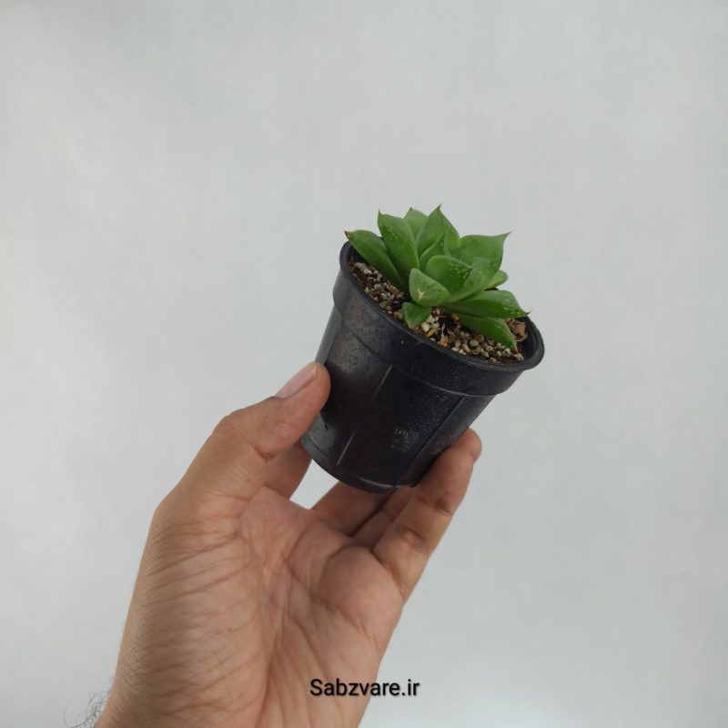 هاورتیا شیشه ای (S22405)