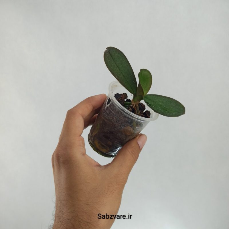 ارکیده فالانوپسیس (S22406)