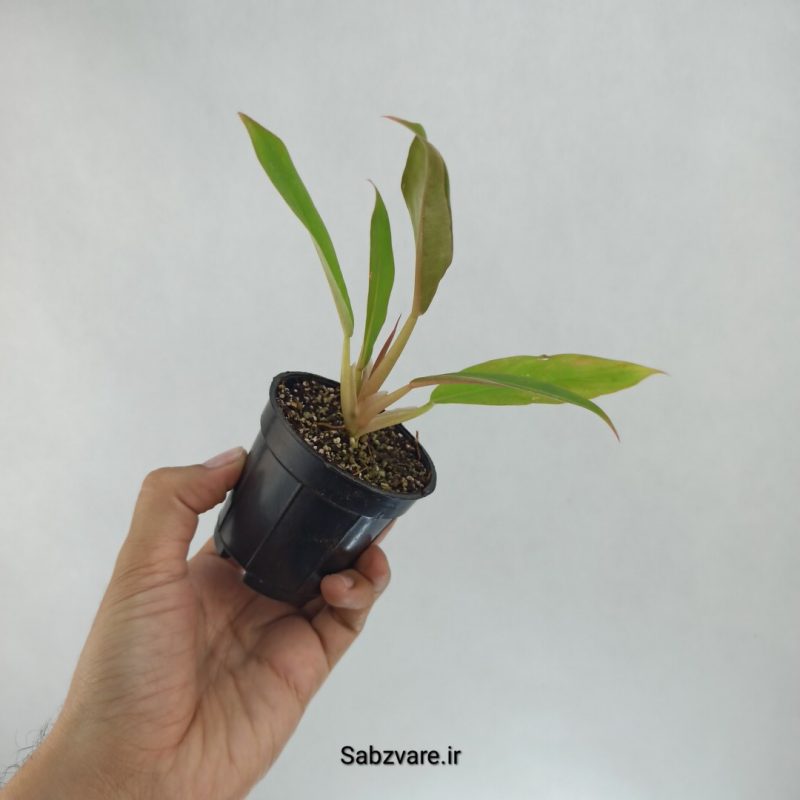 فیلودندرون کنگره سبز (S22407)