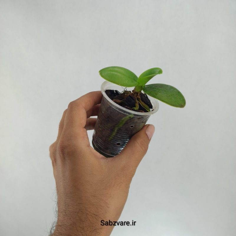 ارکیده فالانوپسیس (S22408)