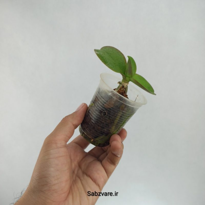 ارکیده فالانوپسیس (S22413)