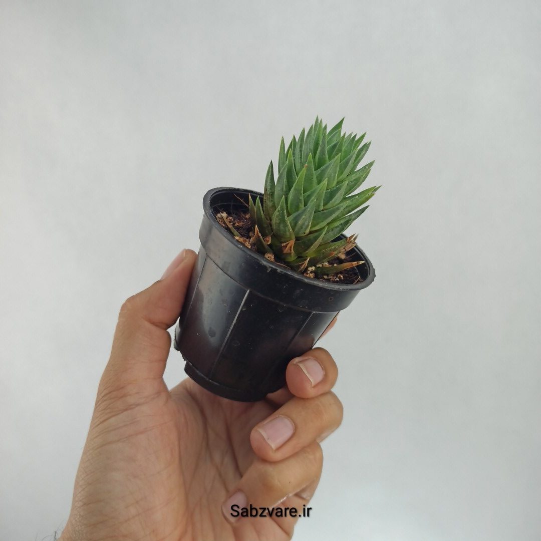 هاورتیا گلائوکا (S22414) - Image 3