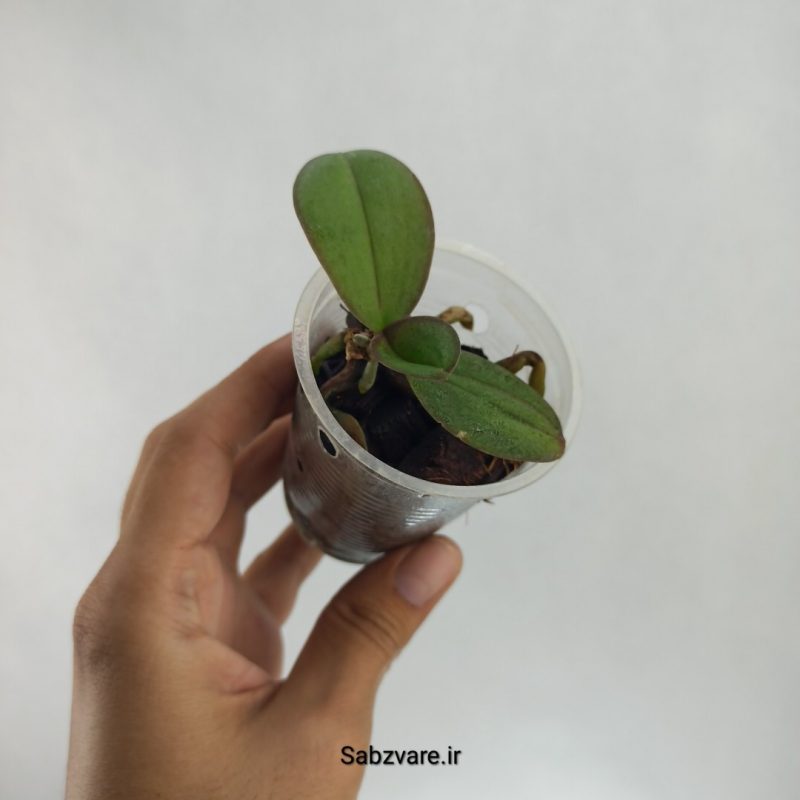 ارکیده فالانوپسیس (S22415)