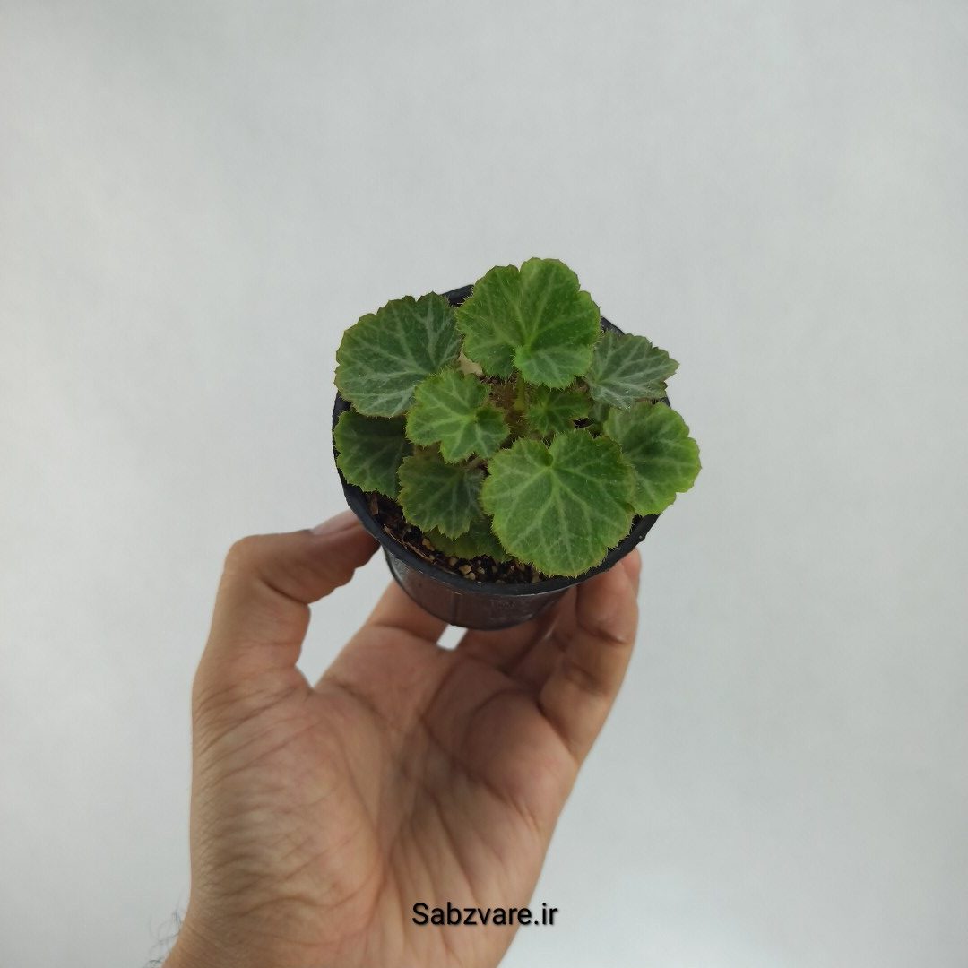 ساکسی فراژ (S22418)