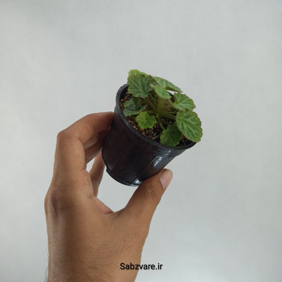 ساکسی فراژ (S22418) - Image 3