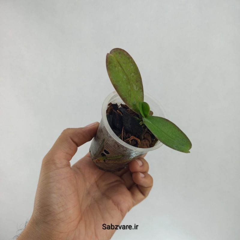 ارکیده فالانوپسیس (S22420)